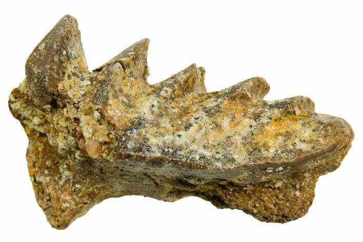 Cretaceous Lungfish (Ceratodus) Tooth Plate - Morocco #366738